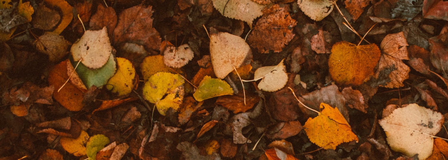 Autumn hair loss and seasonal shedding
