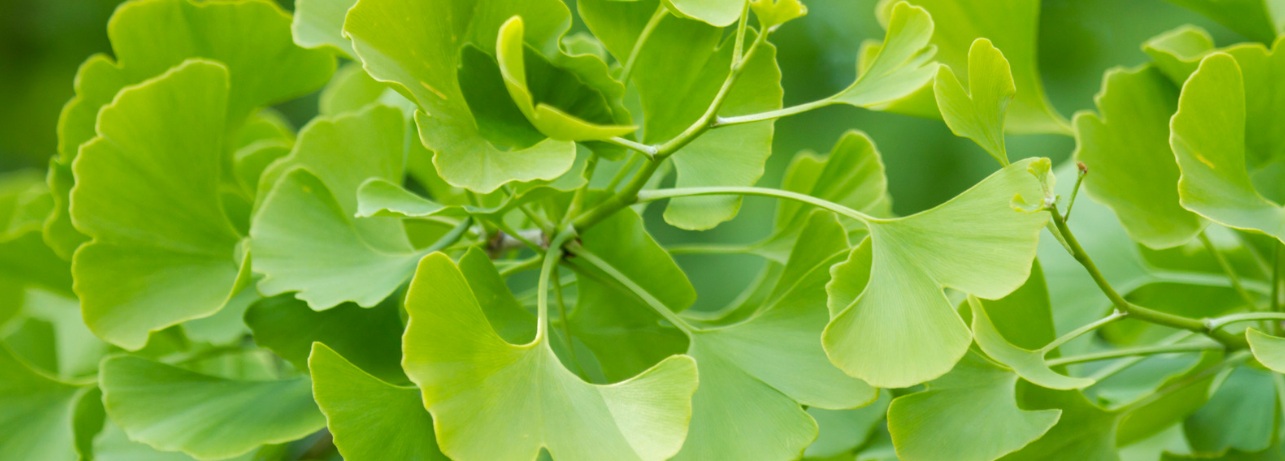Ginkgo biloba for hair loss and healthy hair