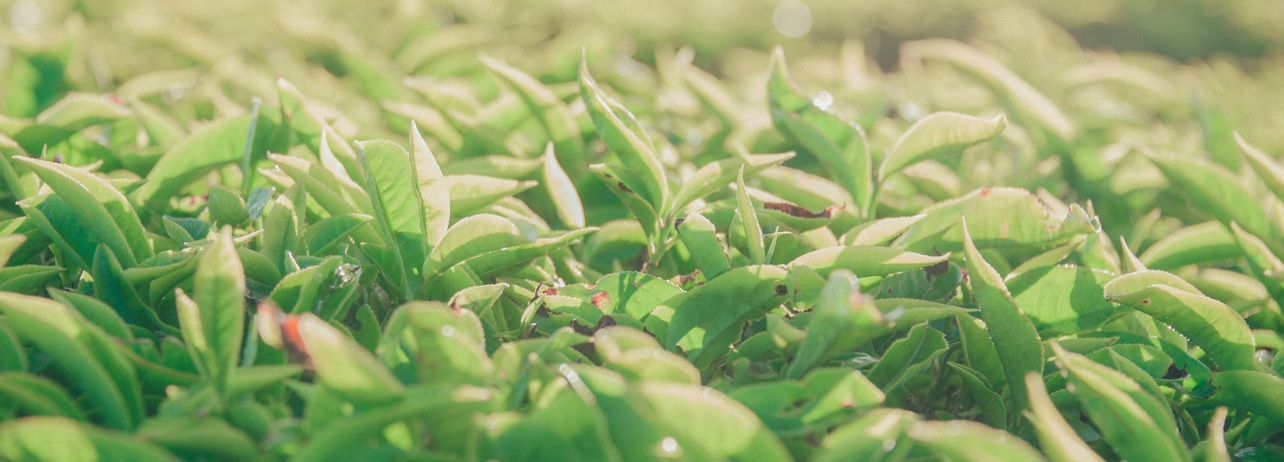 Green tea extract for hair growth and healthy hair