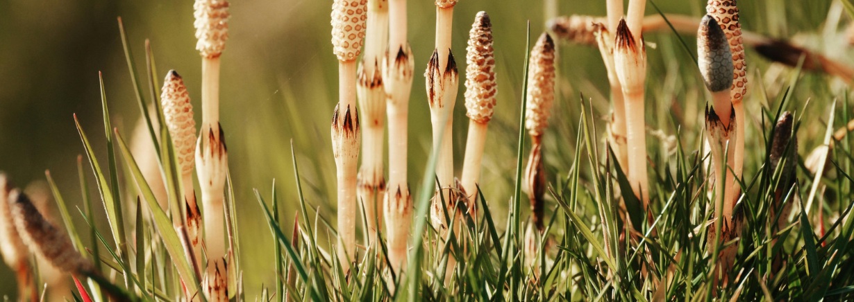 Horsetail extract and silica for hair growth and hair health