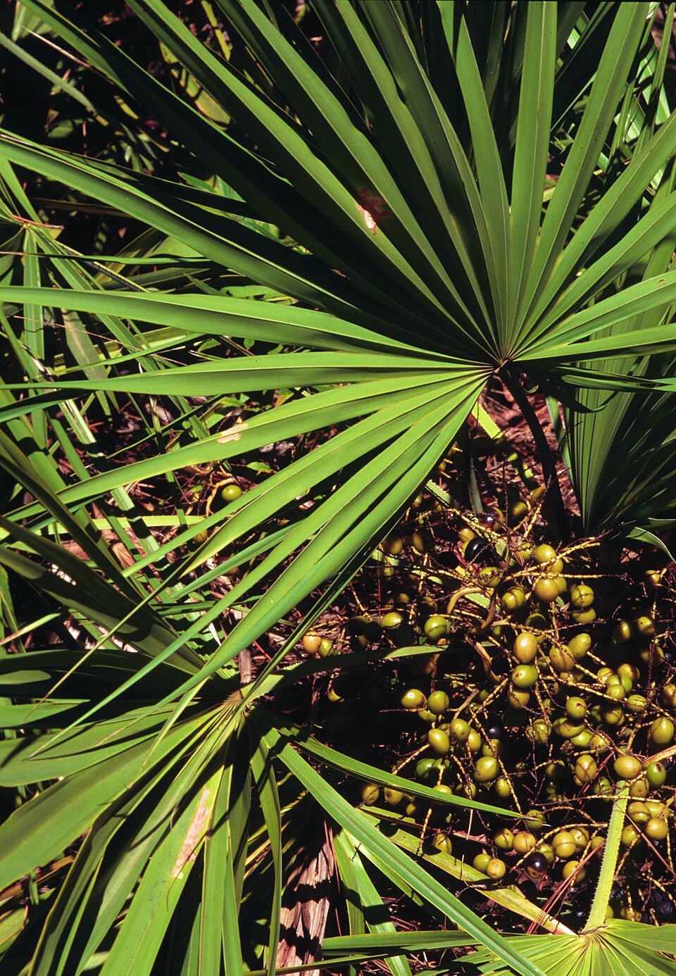 Saw palmetto for hair growth