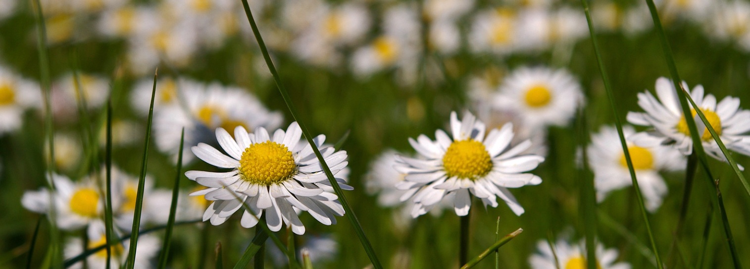 Spring hair loss and seasonal shedding