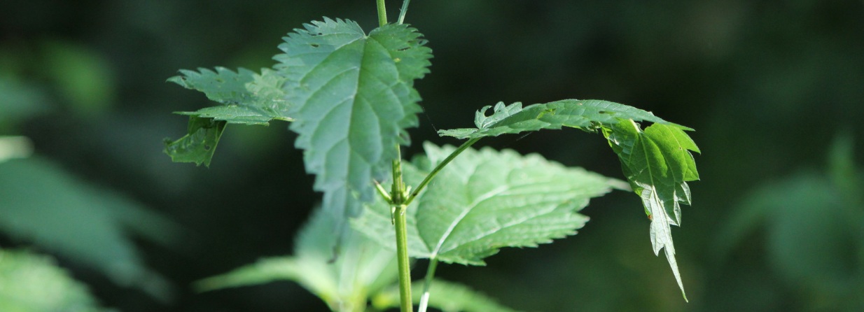 Stinging nettle and nettle leaf extract for hair loss and hair growth