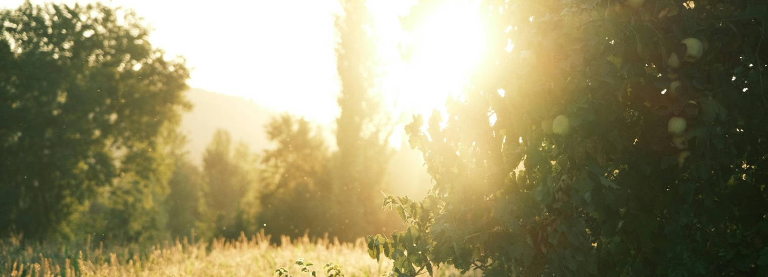 Summer hair loss and seasonal shedding