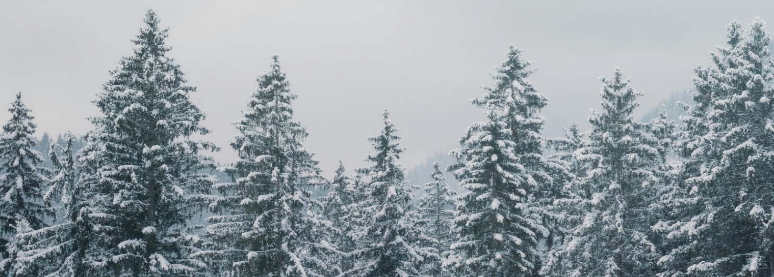 Winter hair loss and seasonal shedding